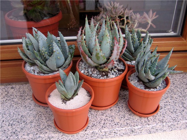 Aloa ferox ? 